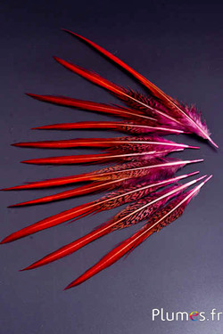Faisan doré queue - 15-20 cm - rose-rouge